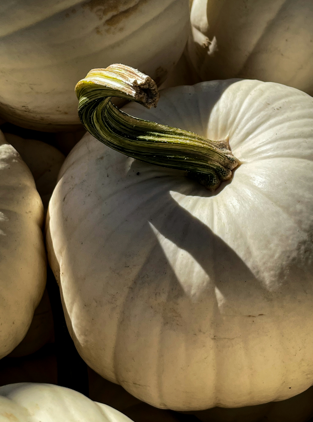 Soothing White Pumpkin 15.2 oz Liquid Hand Soap