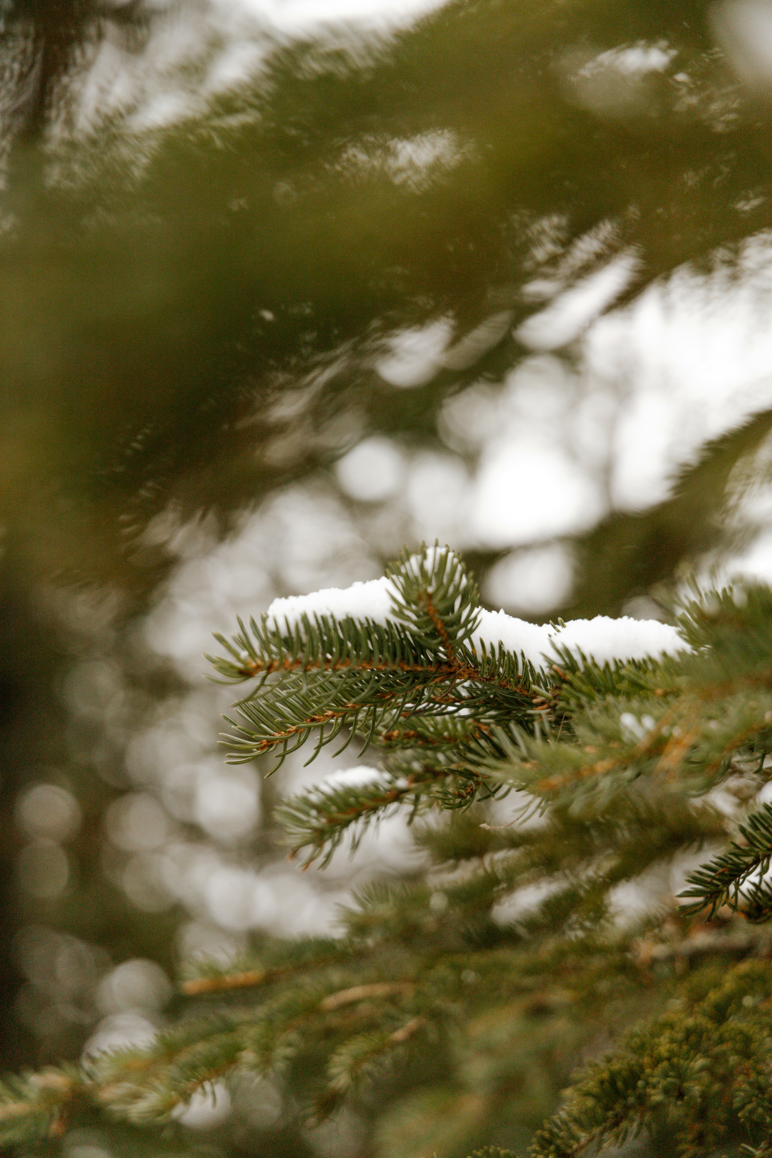 Aromatic Pine & Sage 21 oz scented candle