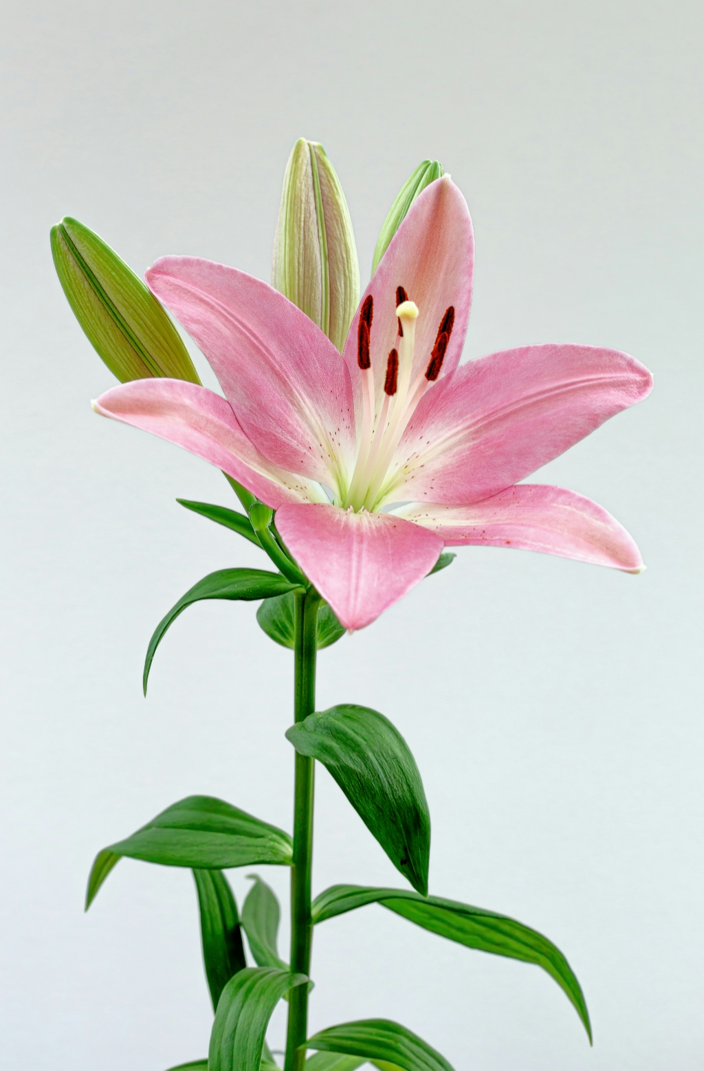 Signature Peony & Lily 50 ml Perfume Oil Dropper