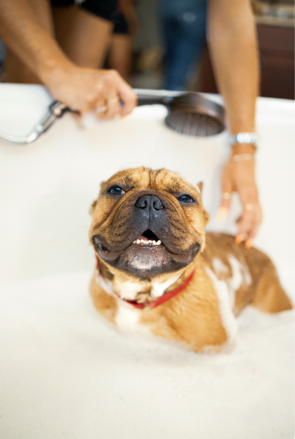 Premium Sand + Paws Pet Shampoo & Conditioner - Coconut & Lychee