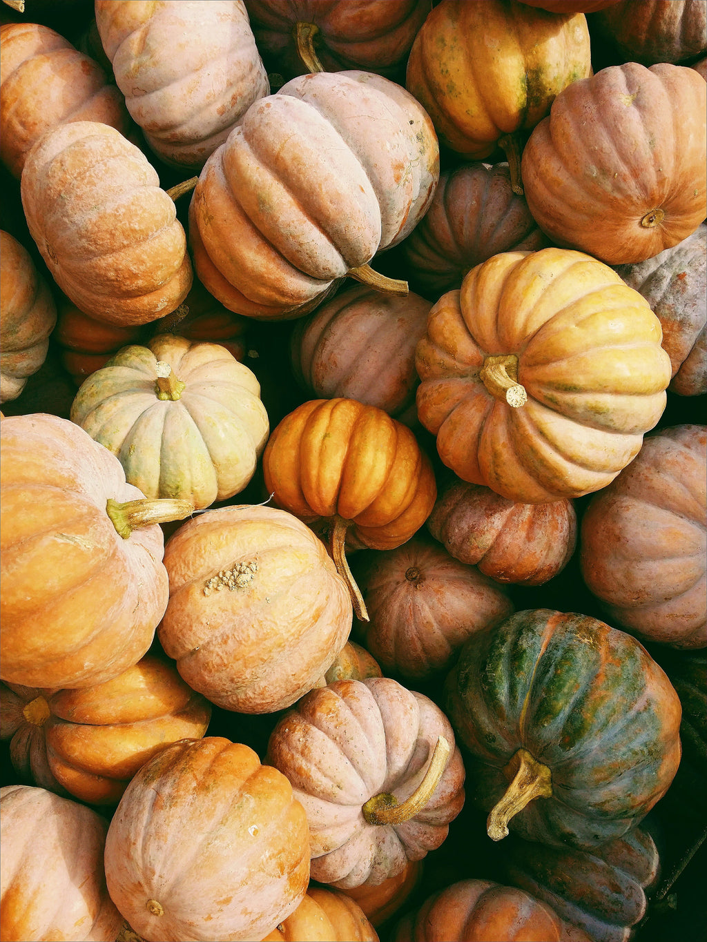 Soothing Pumpkin Harvest 15.2 oz Liquid Hand Soap