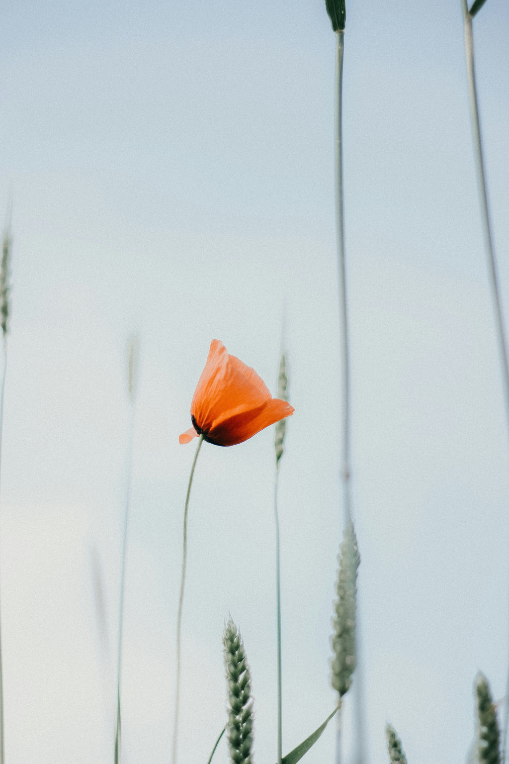 Signature Beach Poppy 50 ml Perfume Oil Rollerball