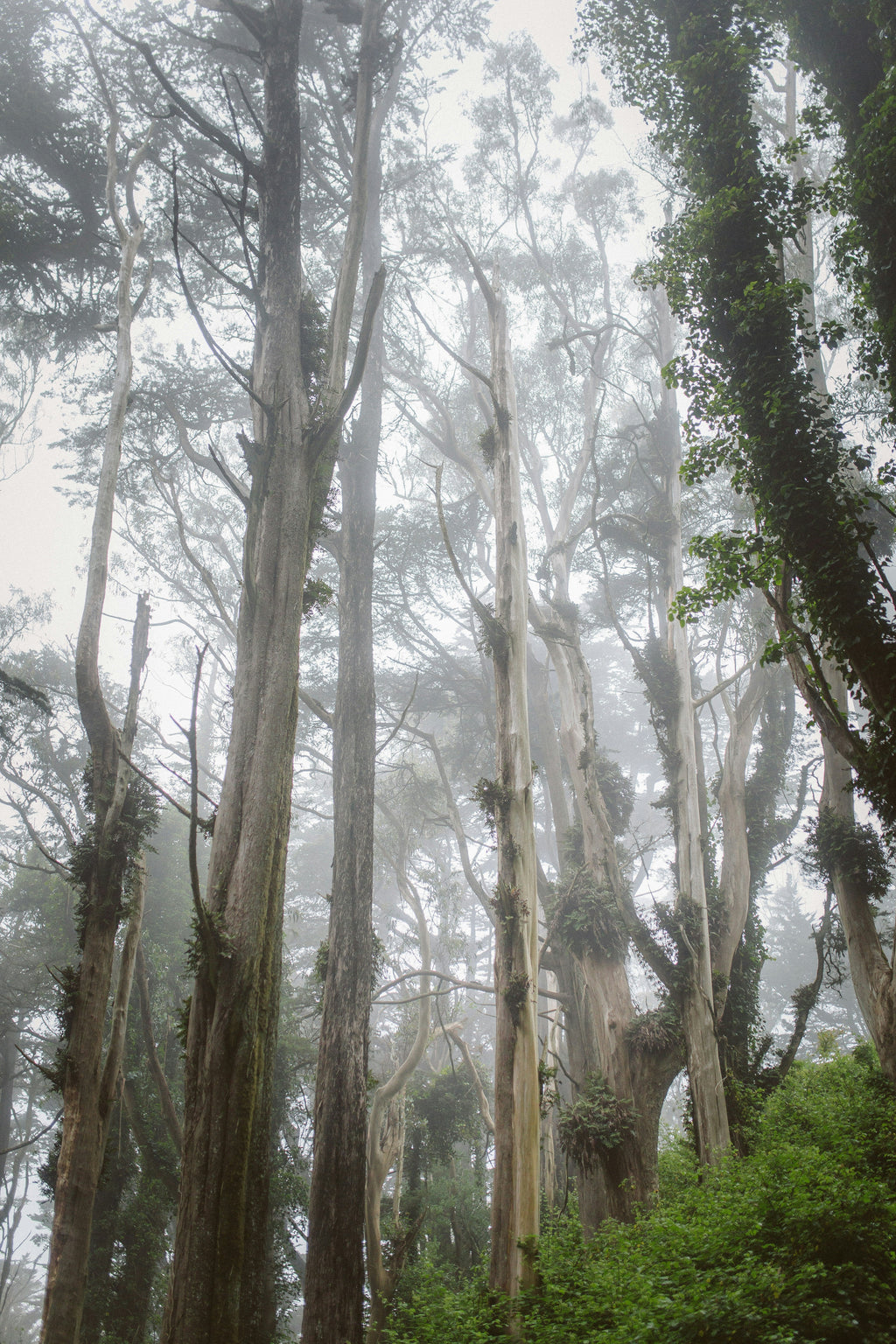 Signature Vanilla Woods 50ml Perfume Oil Rollerball